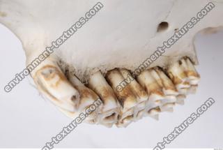 animal skull teeth 0023